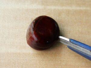 栗の破裂を防ぐため、鬼皮にキッチンバサミで切り込みを入れる工程