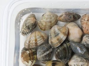 平らに並んだあさりが被る深さの塩水に浸かっている様子