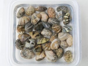 あさりの砂抜き工程。電気圧力鍋でクラムチャウダーを作る下準備