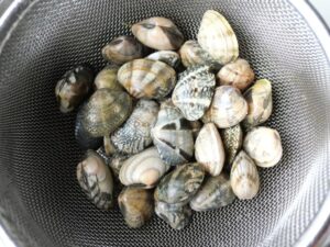 ざるにあげた砂抜き済みのあさり。水洗いして貝のぬめりを取った状態