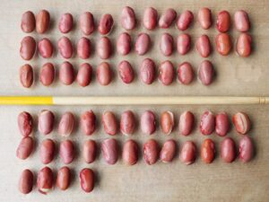 水で戻した金時豆の比較。菜箸の上に並べた豆はきれいに戻ったもの、下は皮の破れや割れが出た豆。