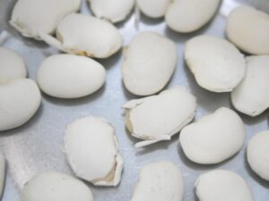 お湯に浸けた乾燥白花豆の皮が破けている様子