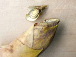 皮付きたけのこの先端を斜めに切り落とした様子