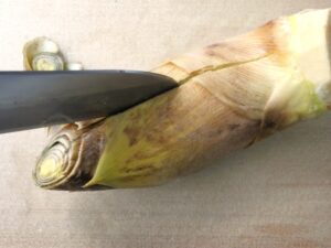 たけのこの皮に包丁で縦に切り込みを入れている様子